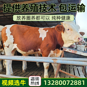 西门塔尔牛黄牛小牛犊改良黄牛犊养殖技术服务小牛仔活苗鲁西黄牛