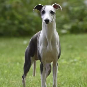 猎狗猎兔犬格力犬