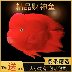 元宝鹦鹉鱼起头红财神鱼台湾热带观赏鱼发财招财鱼红鹦鹉活体鱼苗