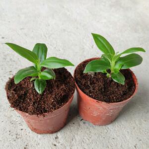 印尼进口宝莲灯盆栽小苗好养易成活宝莲灯美丁花小苗练手花卉盆栽