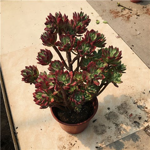 超大颗红稚莲老桩锦晃星红兔耳老桩多肉植物室内好养阳台绿植花卉