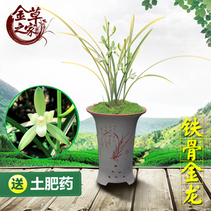 兰花苗铁骨金龙建兰四季兰高档线艺金边中透稿艺素心夏季带花苞.