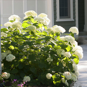 花苗干拉木g绣花树可娜花档苗小海粉安色乔蒂的花球园贝做白色高