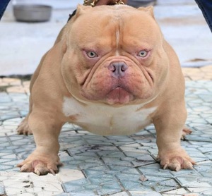 美国斗牛犬幼犬纯种