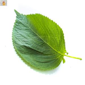 【山苏子叶】山苏子叶品牌,价格 - 阿里巴巴