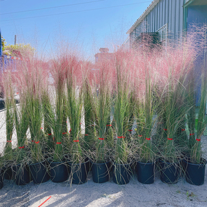 粉黛乱子草盆栽