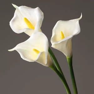 仿真马蹄莲客厅