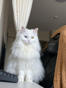 纯白异瞳猫鸳鸯眼狮子猫山东狮子猫仙女猫纯种异瞳狮子猫幼崽宠物