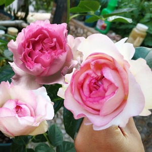 伊芙紫苑月季
