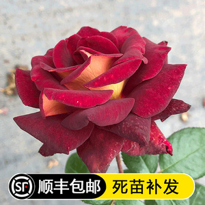 【漩砚花卉】骇客欧月茶香月季苗