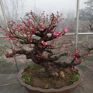 11公分梅花盆栽老桩盆景耐寒植物室内室外阳台庭院地栽盆栽骨里红