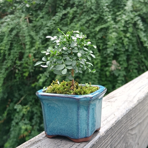 达摩小叶九里香