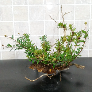 迷你水杨梅小老桩微景趣味观赏植物假山造景桌面水培绿植一物一拍