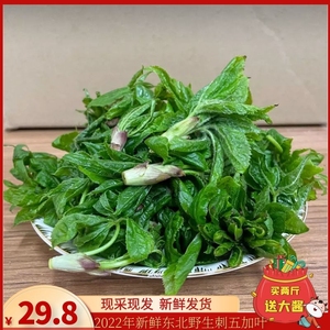 新鲜刺五加野菜-淘宝拼多多热销新鲜刺五加野菜货源拿货 - 阿里巴巴