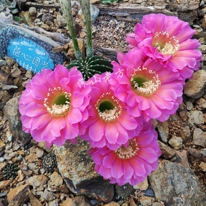 开花仙人球带盆发货席克氏彩草浓桃筋当年开花母本大球香味包邮