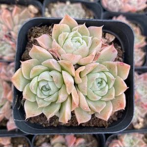 海琳娜杂海罗海螺姑娘月影日系多肉植物盆栽群生多头肉肉绿植花卉