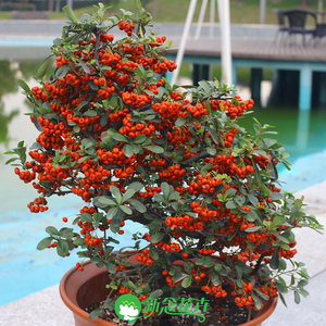 2022新念s花卉 庭院造型树盆景 鸿运果盆景 满树挂红果盆栽 年宵