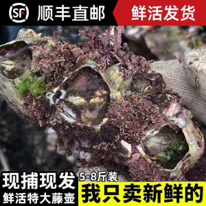 藤壶鲜活特大超大雀嘴来自地狱的海鲜曲嘴火山口大个蚝头5-8斤装