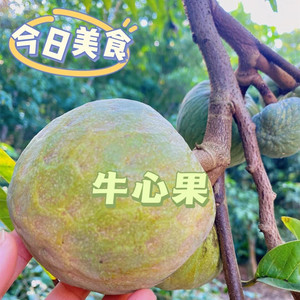 西双版纳释迦果