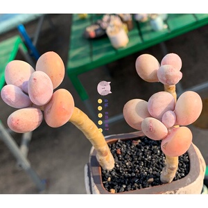 22日y系彩虹奶酪老桩水光针芭比罕见多肉植物稀有品种贵货一物一