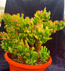 22墨墨园艺多m肉花卉招财猫吸财树姬红花月大老桩趣味观叶型植物