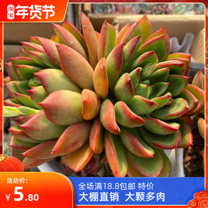 22满16包邮东云系血斑罗杰安娜多肉植物非常稀有品种贵货大颗超z