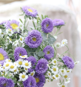 翠菊鲜切花云南直发室内水养花卉香槟珊瑚色翠菊带花苞冷链包邮