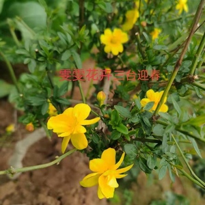 重瓣三台迎春花苗黄老虎苗庭院花卉爬藤绿植可盆栽春季开花绿植