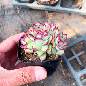 红边灵影灵隐多头k群生一物一拍多肉植物墨西哥灵影灵隐进口新品