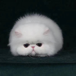 纯白波斯猫宠物幼猫纯种血统长毛加菲猫活体异国短毛猫幼崽宠物猫