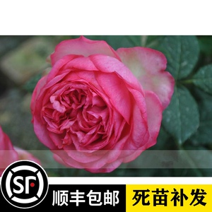 伊芙华尔兹月季