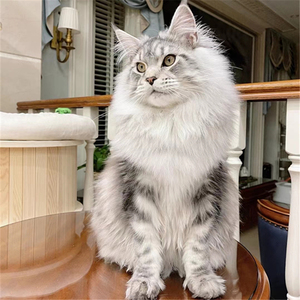 纯种缅因猫银虎斑幼猫赛级棕虎斑凯米尔色巨型猫咪活体长毛宠物猫