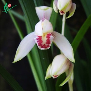 新品建兰兰花四季日月潭之恋浓香花卉景栽盆土绿植带草植物花苞名