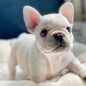 纯种法国斗牛犬奶油法斗幼犬蓝牛海盗眼斗牛犬小型短体黑牛奶虎斑