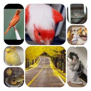 马赛克,小丑,菊花顶,红玉,芙蓉鸟,雏鸟,金丝雀,上海辣椒红