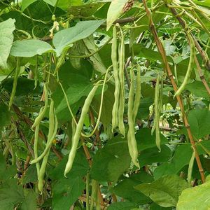 长白苦瓜带土秧苗高产蔬菜苗青瓜疙瘩瓜本地水果黄瓜丝瓜种子大苗