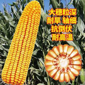 正大719 杂交玉米种子高产大棒质优春夏种植抗倒马齿型大田种植白