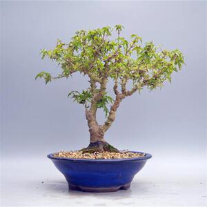 禅意日本矮霸八房琴姬枫树微型盆景盆栽实物老桩进口绿植掌上桌面