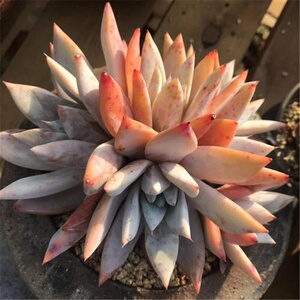 墨西哥巨人多肉超大