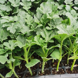 无籽西瓜苗8424嫁接苗阳台盆栽南方四季特大懒汉麒麟西瓜亩秧