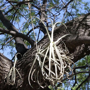 会抓爬的空气凤梨厚叶树猴t.duratii香花品种无土植物花卉绿植