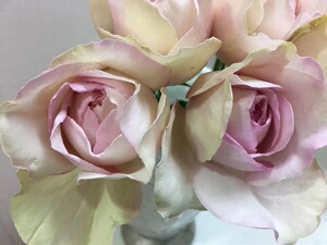 伊芙感谢香水月季花苗玫瑰灌木多季勤花浓香阳台庭院花园盆栽