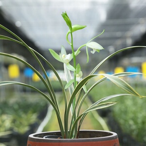 峨眉雪兰花建兰