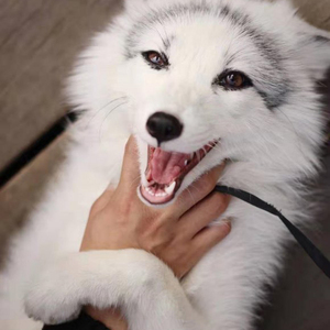 00爱宠全明星淘宝狐尼克宠物狐活体幼体雪狐白狐北极狐