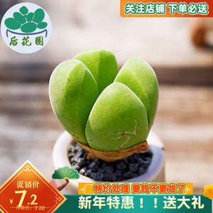 无比玉元宝帝玉秋琴玉多肉植物与番杏科迷你多肉新手好养