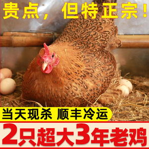 【发2只】正宗3年老母鸡土鸡农家散养新鲜现杀笨鸡柴鸡草鸡走地鸡