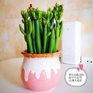 多肉植物盆栽群生珊瑚棒招财棍多肉花卉绿植盆栽室内好养活