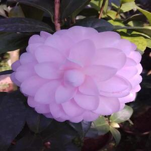 茶花树苗托桂型黑红色名贵品种花卉盆栽阳台花园好养植物7人付款49