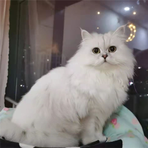 纯种金吉拉长毛猫幼猫活体纯白银点蓝眼睛宠物猫拿破仑小猫咪