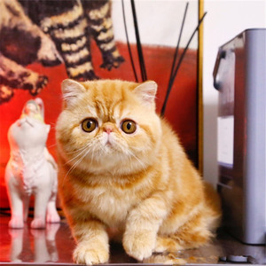 加菲异短纯种大脸加菲猫幼猫异长毛波斯猫猫舍红虎斑宠物幼崽活体